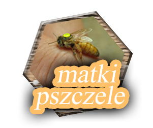 Matki pszczele