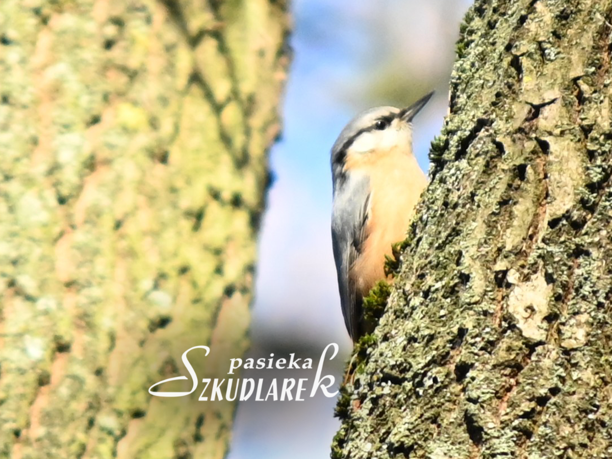 Kowalik schowany za drzewem
