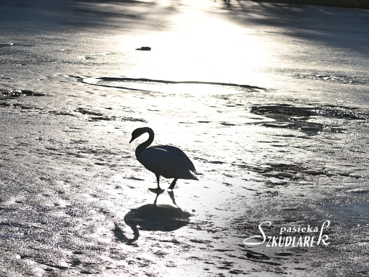 Łabędzie na tafli lodu 