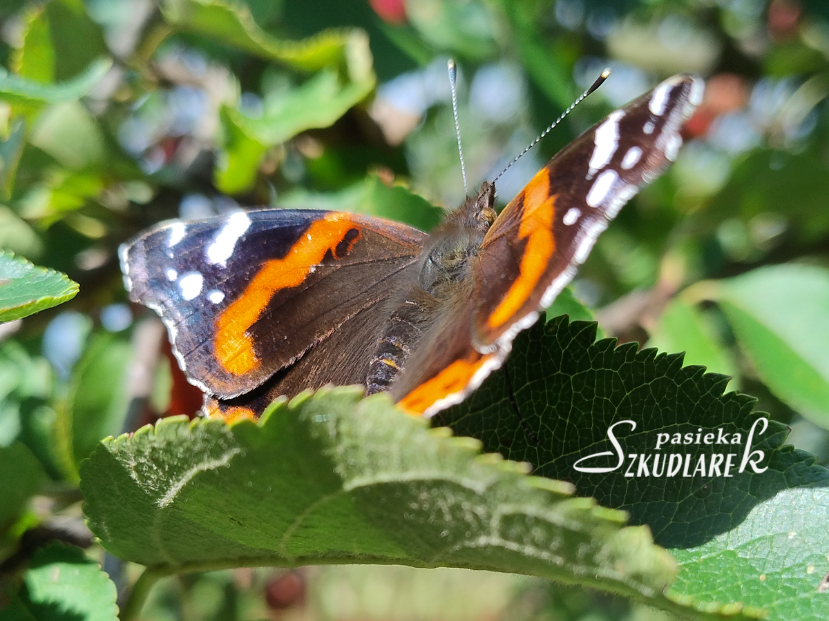 Rusałka pawik na liściu wiśni