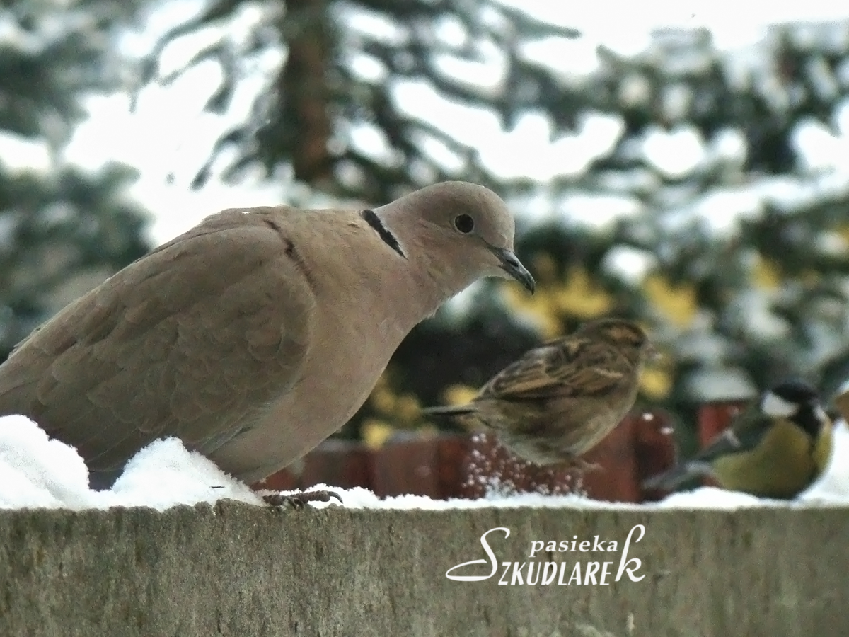 3 ptaszki na płocie
