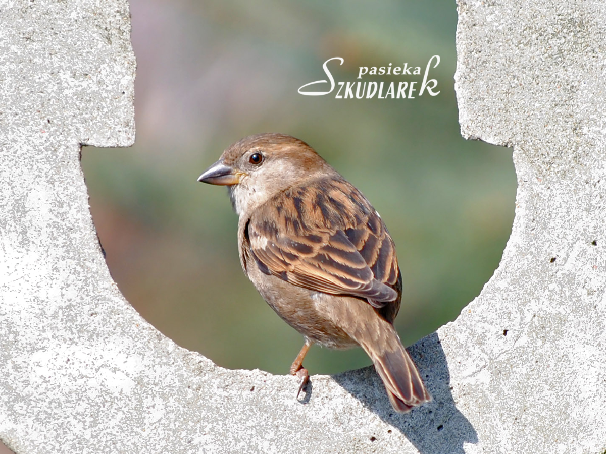 Łabędzie na tafli lodu 