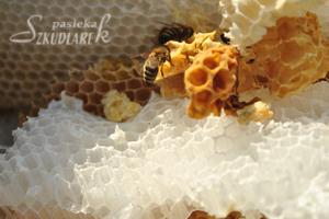 Różne barwy wosku pszczelego